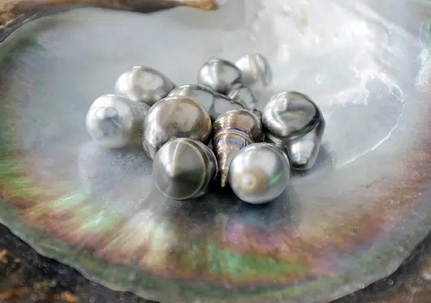 Tahitian Pearls in a shell